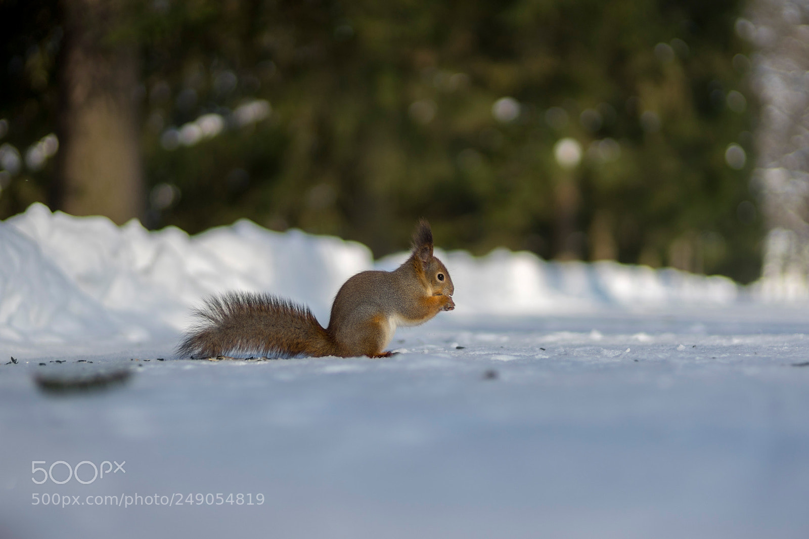 Sony a7 II sample photo. *** photography