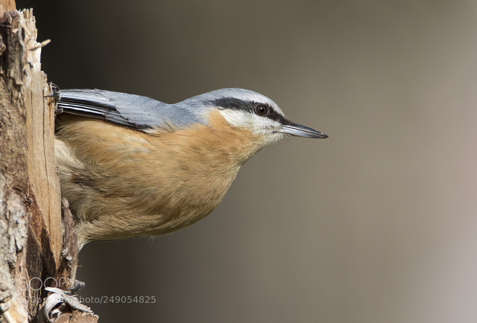 Canon EOS 7D Mark II sample photo. Sıvacı » eurasian nuthatch photography