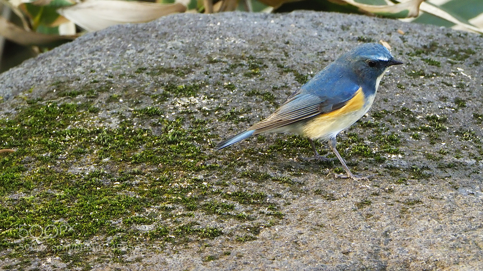 Olympus OM-D E-M1 Mark II sample photo. Blue bird photography