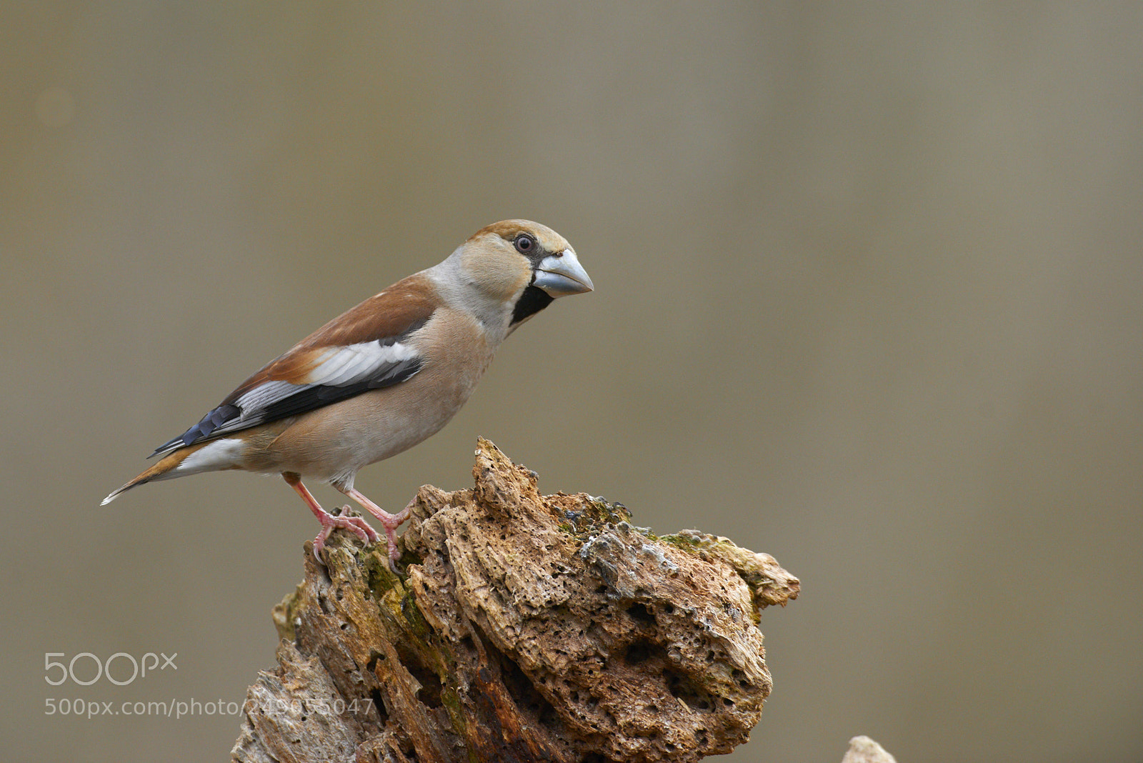 Nikon D800 sample photo. The hawfinch photography