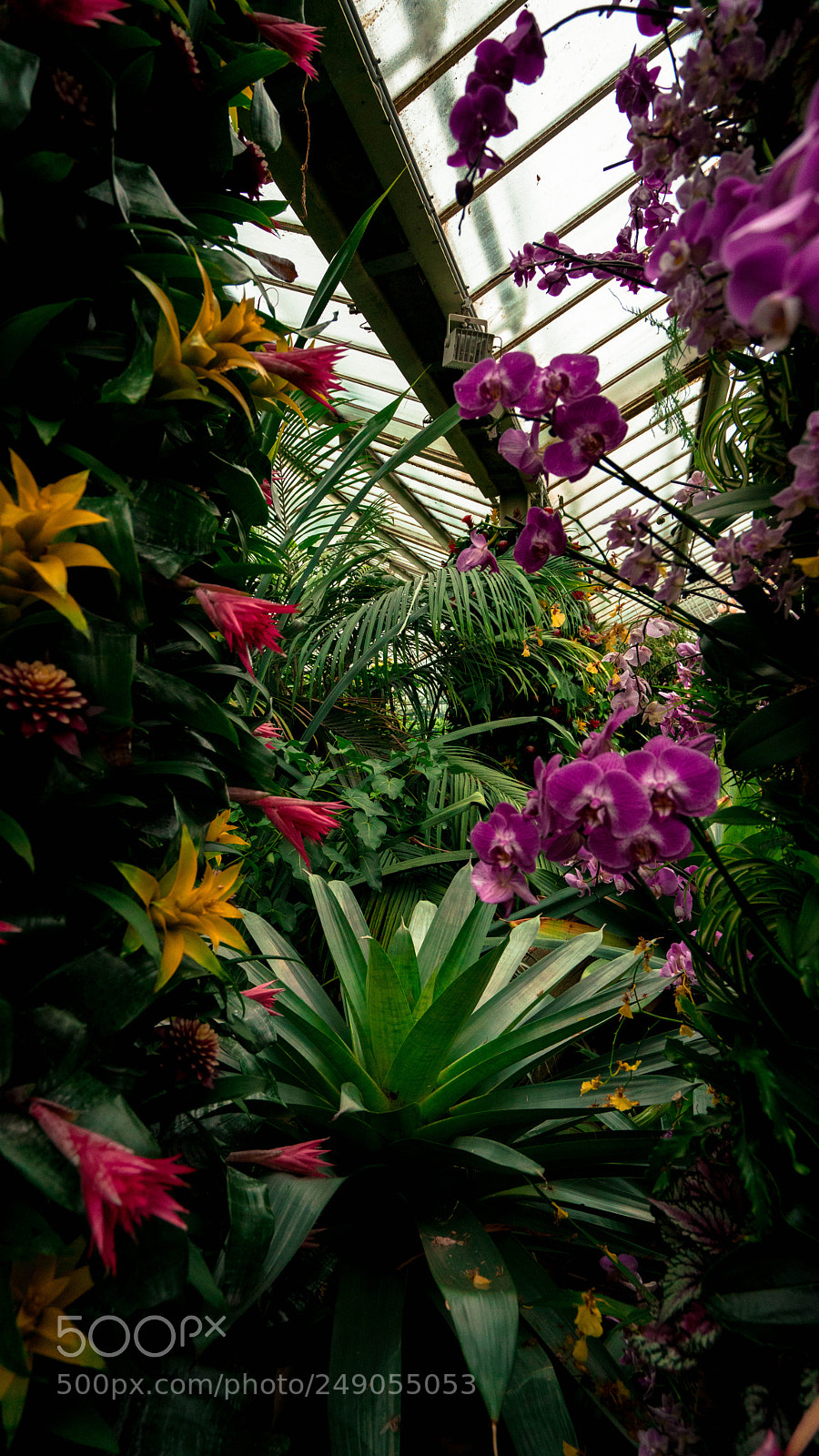 Sony a7R II sample photo. Orchard garden photography