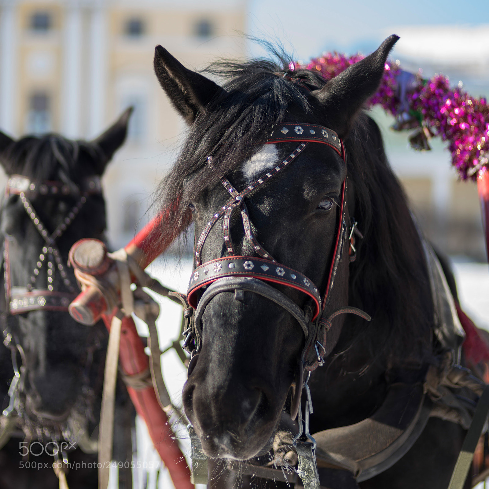 Sony a7 II sample photo. *** photography