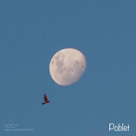 Canon EOS 30D sample photo. Flying high photography