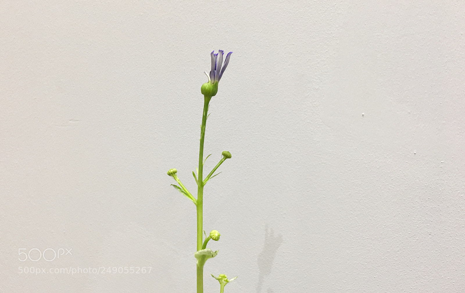 Apple iPhone 6s Plus sample photo. Untitled photography