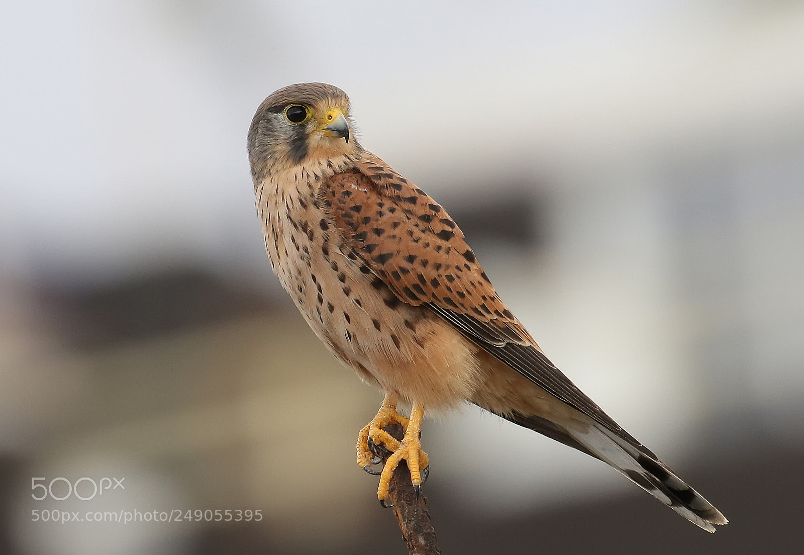 Canon EOS 7D Mark II sample photo. Common kestrel (falco tinnunculus) photography