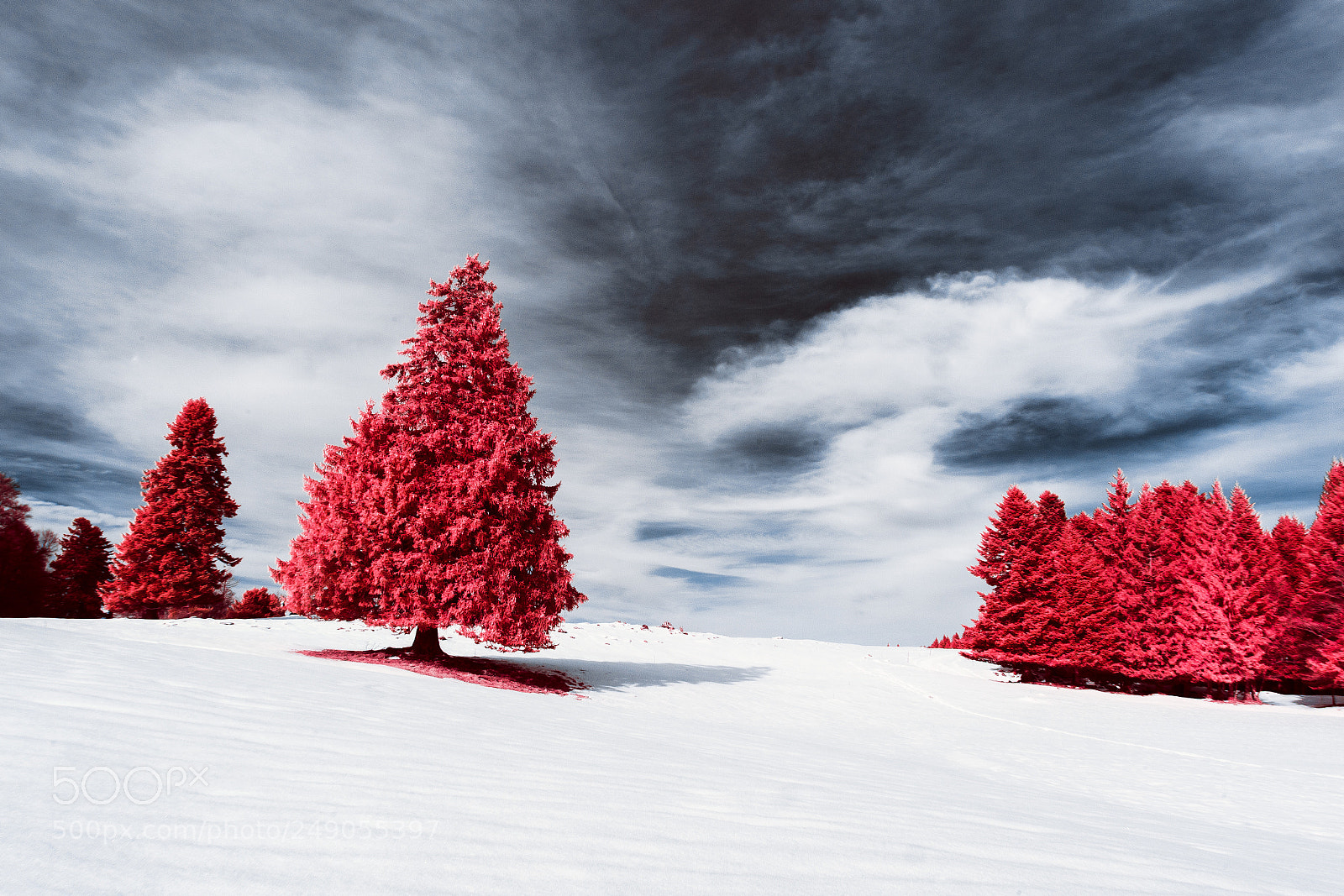 Canon EOS 600D (Rebel EOS T3i / EOS Kiss X5) sample photo. Infrared pines photography