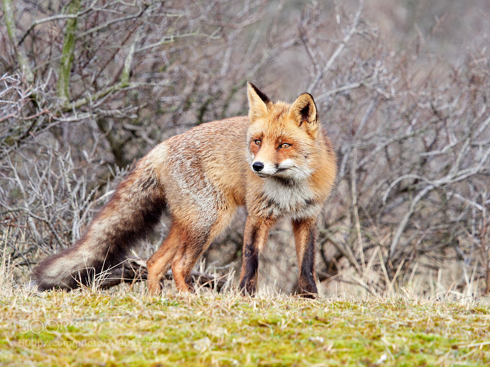 Olympus OM-D E-M1 Mark II sample photo. Vox in awd photography