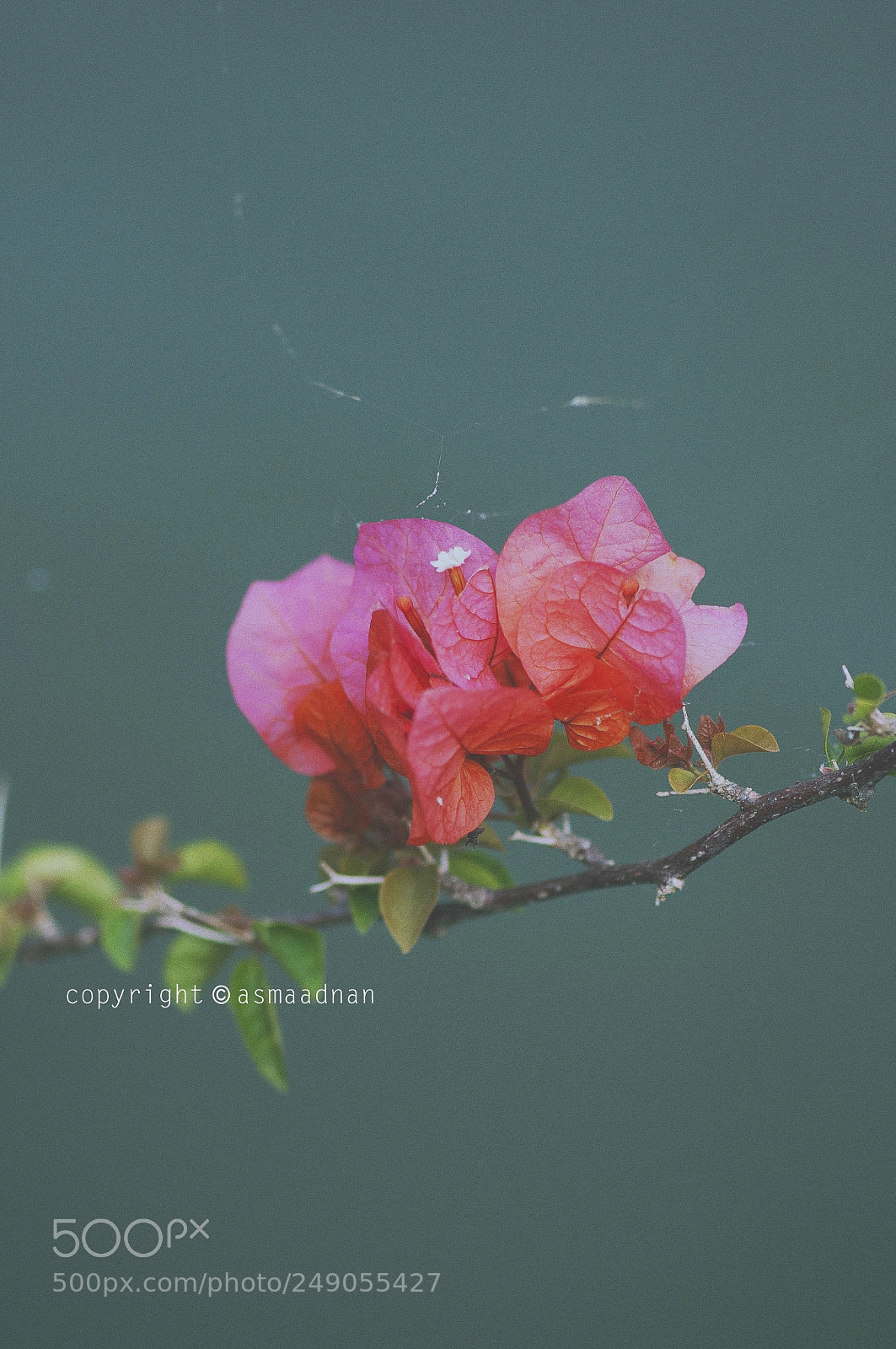 Nikon D90 sample photo. Already gone photography
