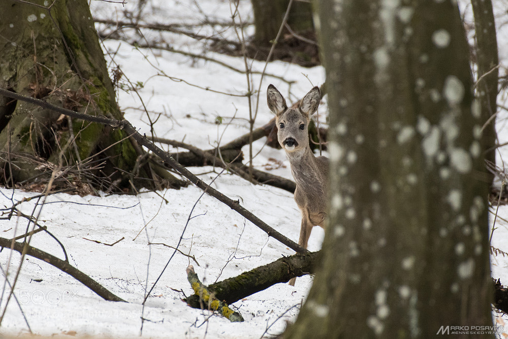 Nikon D500 sample photo. Deer in the forest photography