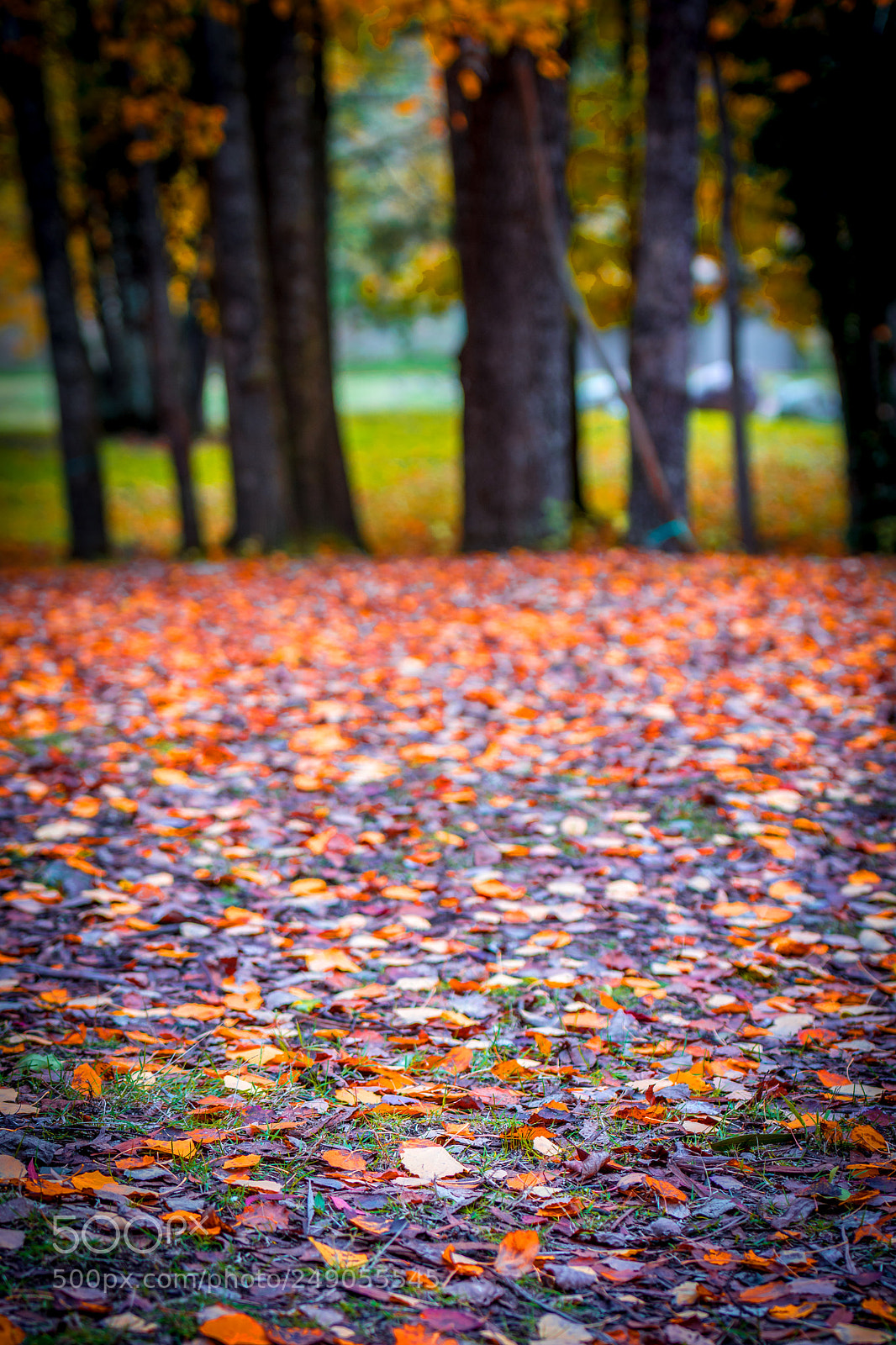 Nikon D7200 sample photo. Autumn colours photography