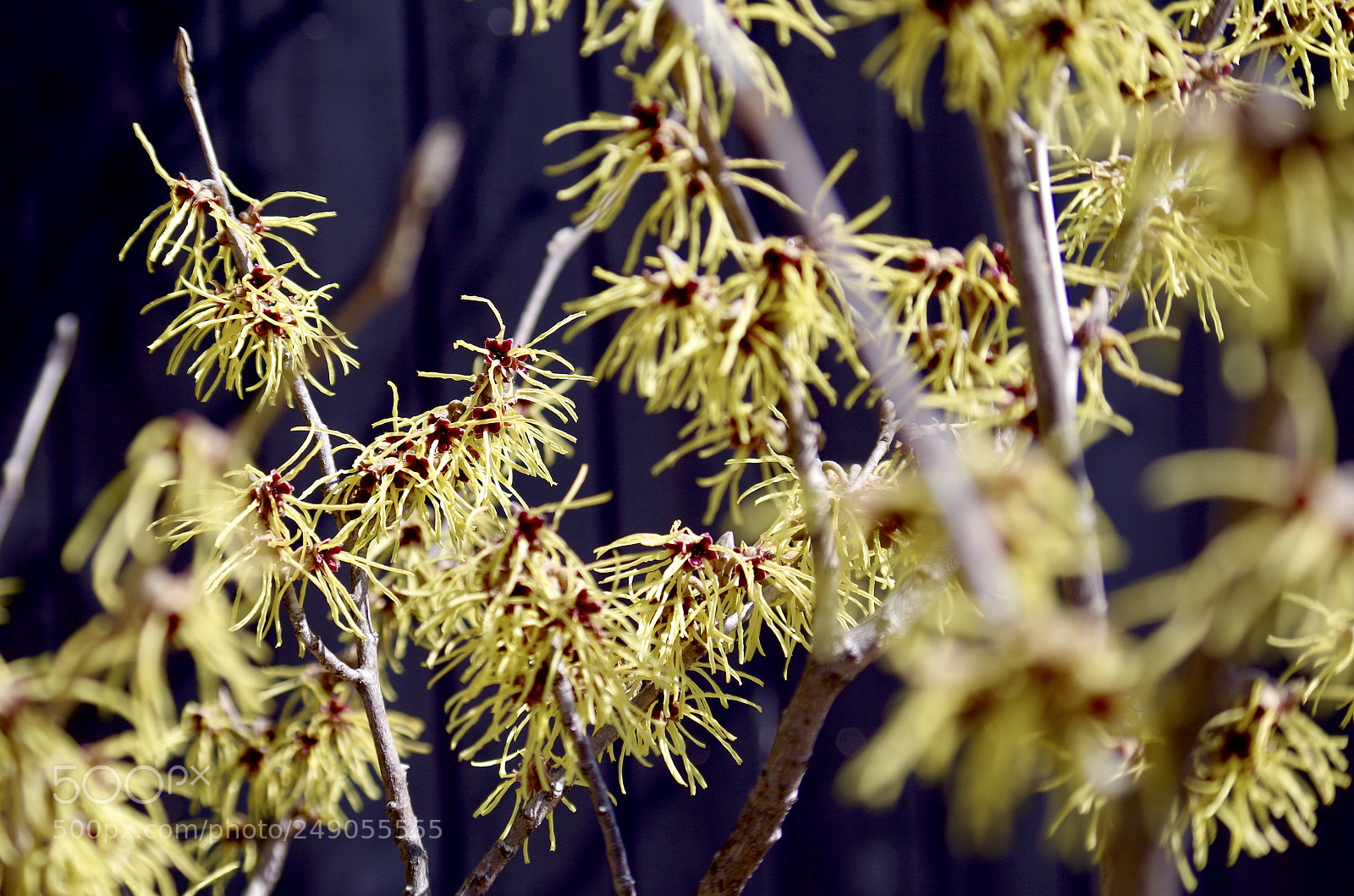 Pentax K-50 sample photo. マンサク  photography
