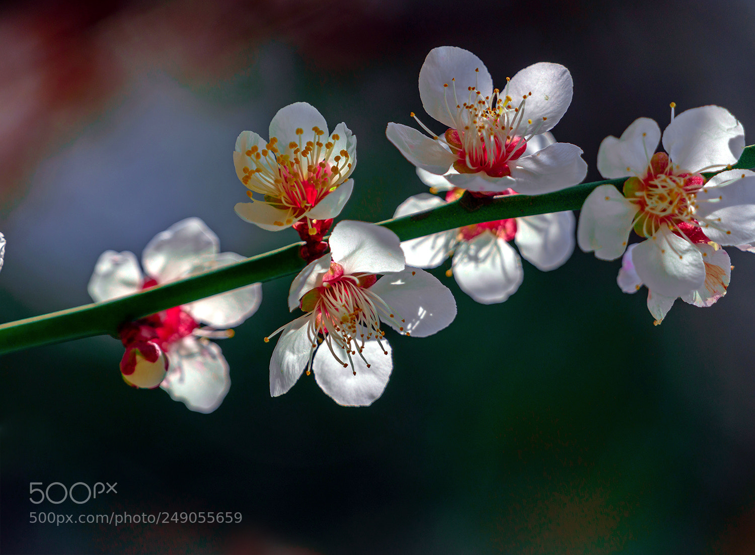 Sony a7R II sample photo. Wintersweet photography