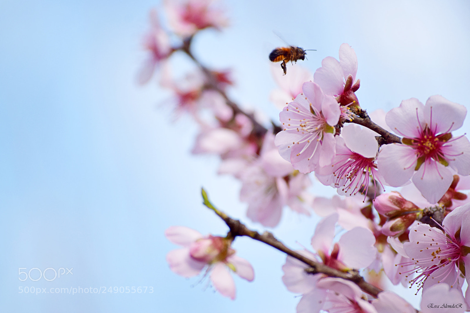 Nikon D3300 sample photo. Bahar photography