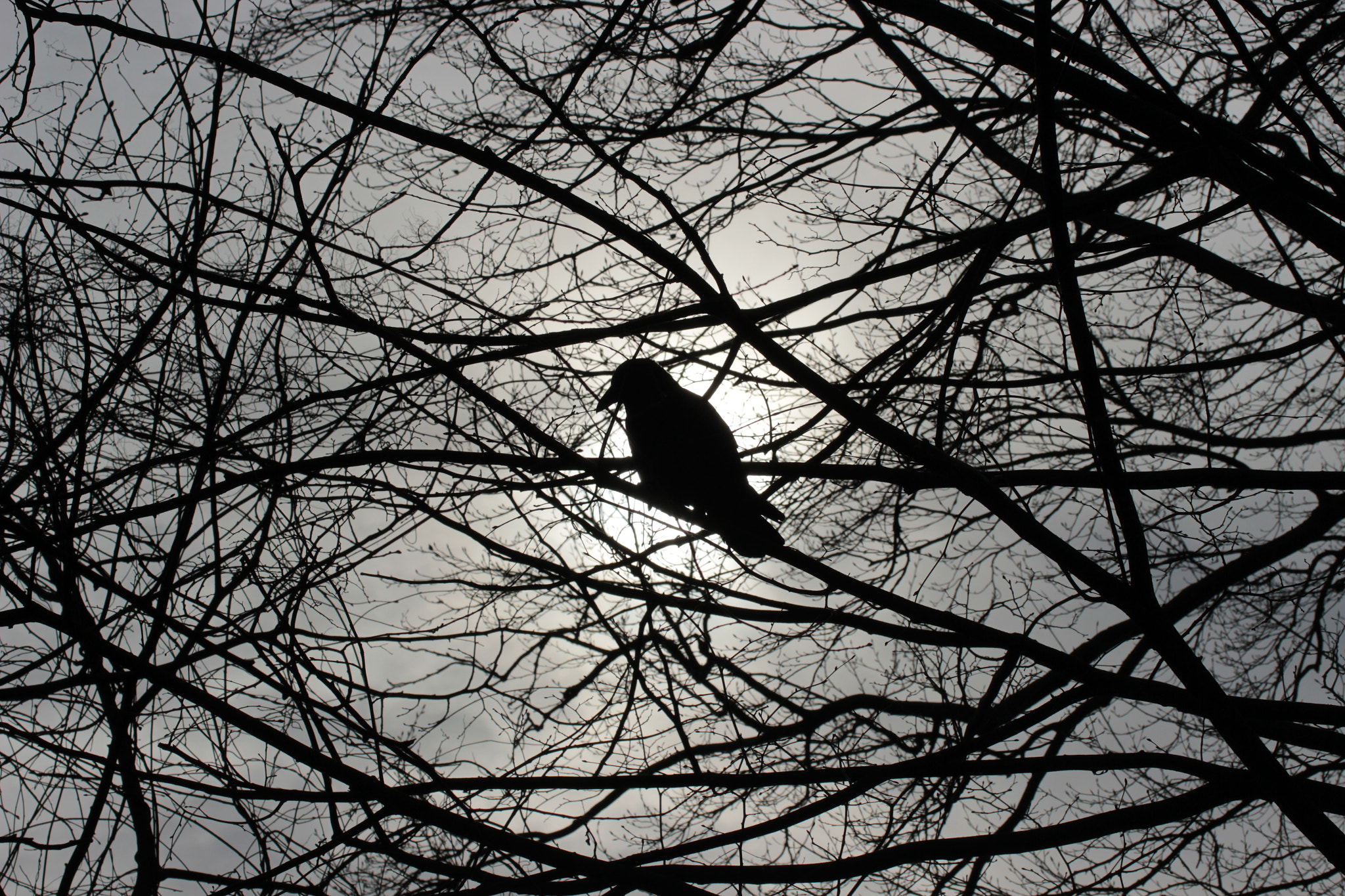 Canon EOS 600D (Rebel EOS T3i / EOS Kiss X5) sample photo. Crow photography