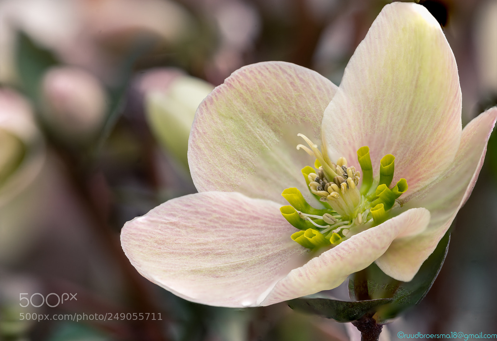 Sony a7 II sample photo. Helleborus pink frost photography
