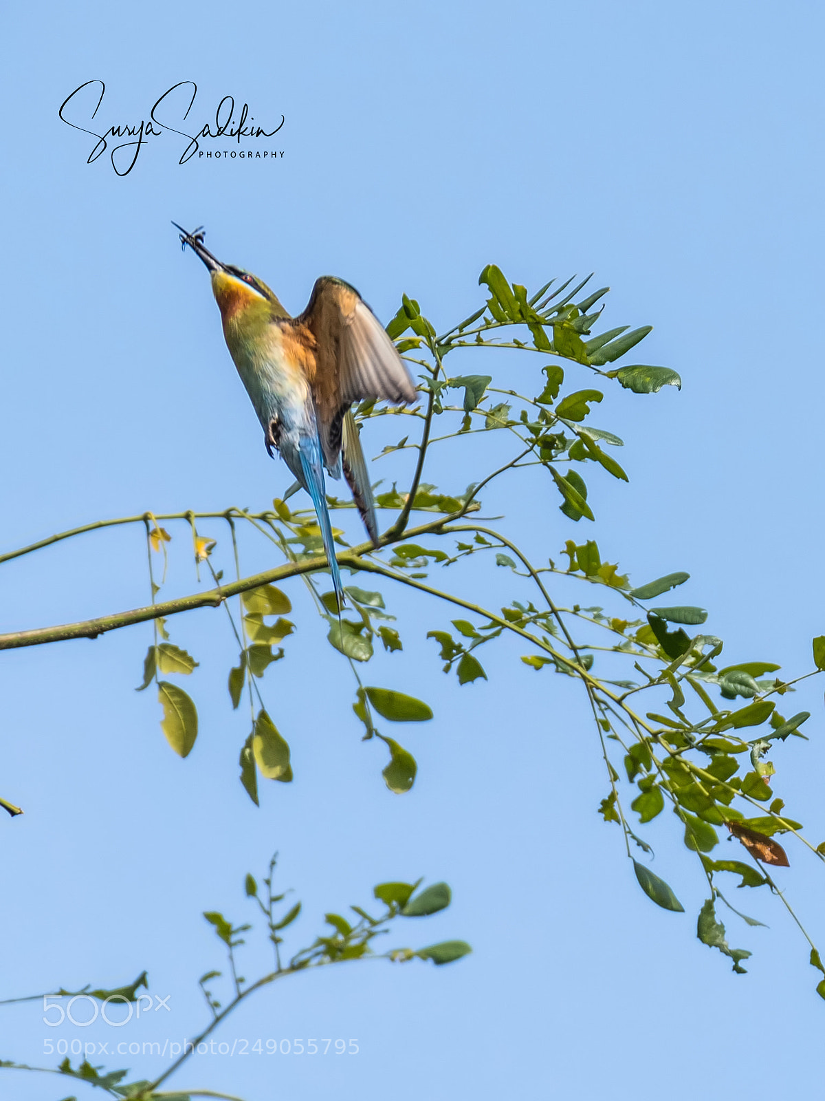Nikon D850 sample photo. Gotcha 2 photography
