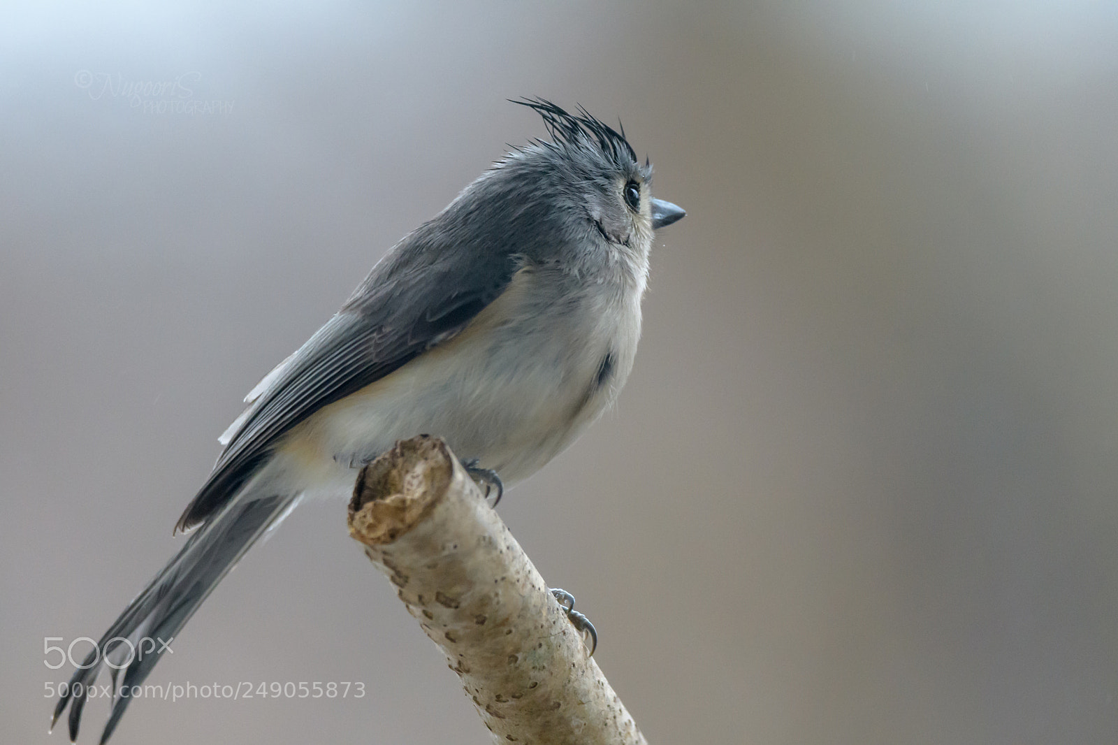 Nikon D500 sample photo. Tufted titmouse photography