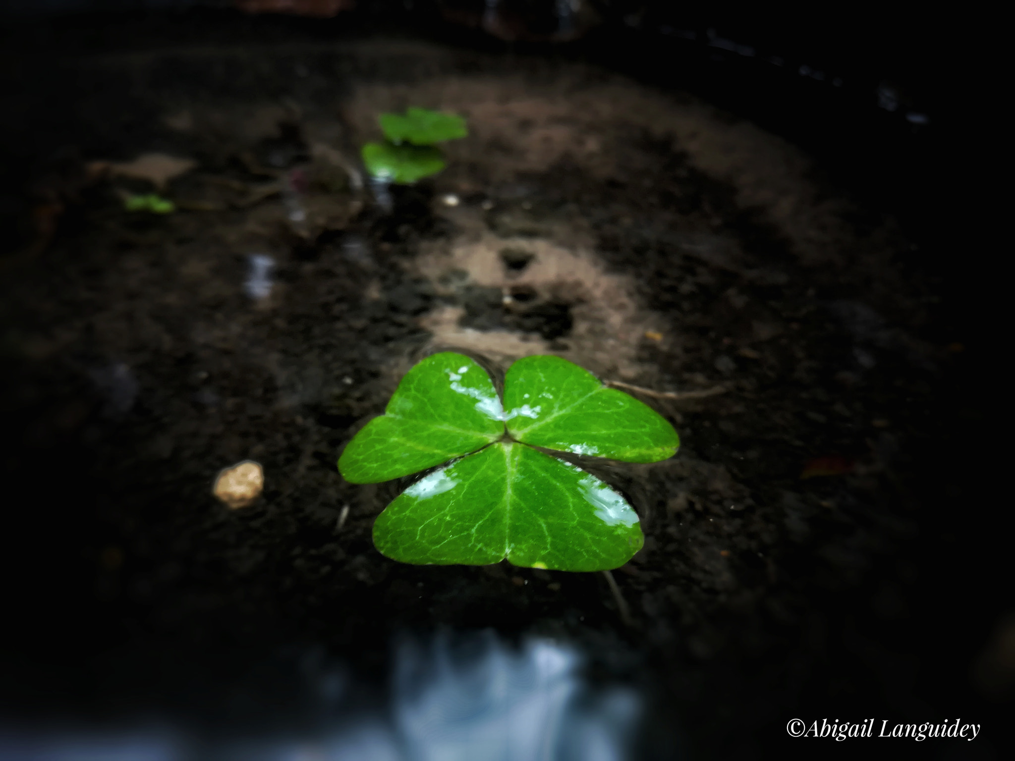 HUAWEI MATE 9 LITE sample photo. Trébol after the rain photography