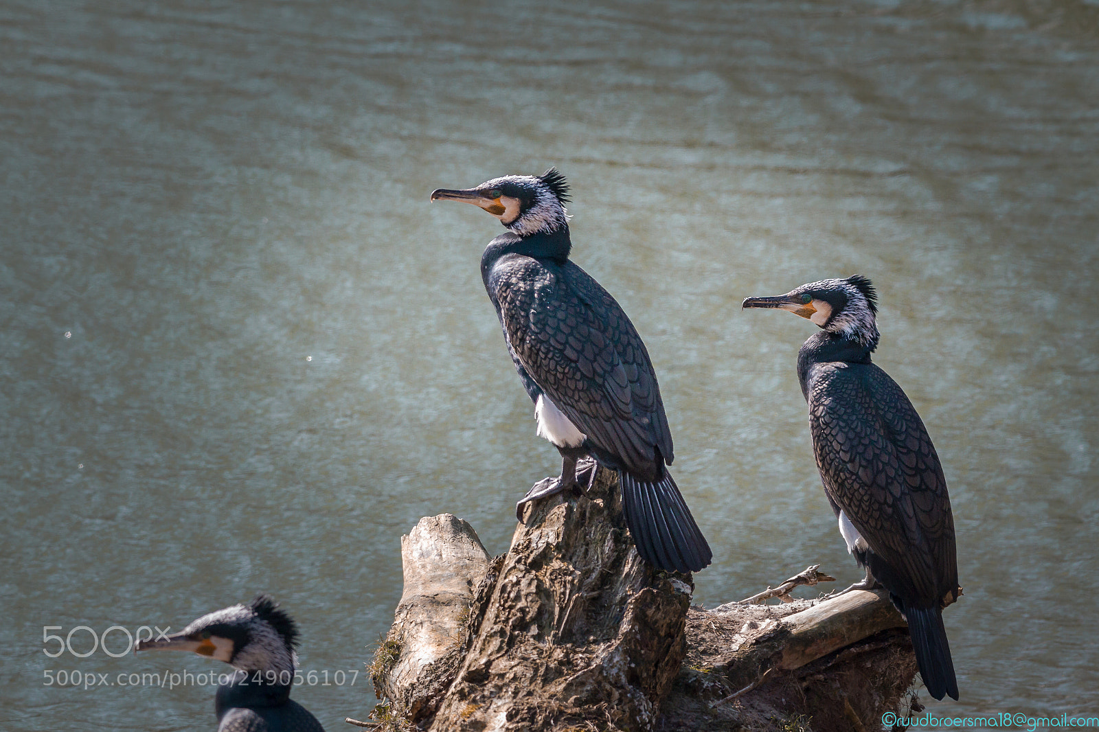 Canon EOS 7D sample photo. De aalscholver phalacrocorax carbo photography