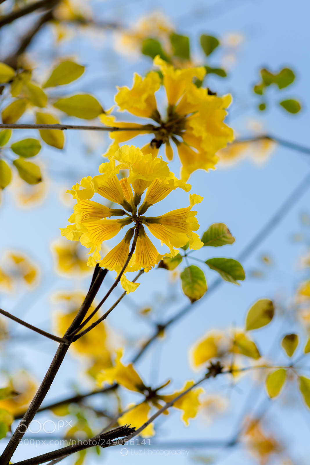 Nikon D810 sample photo. Blooming spring photography