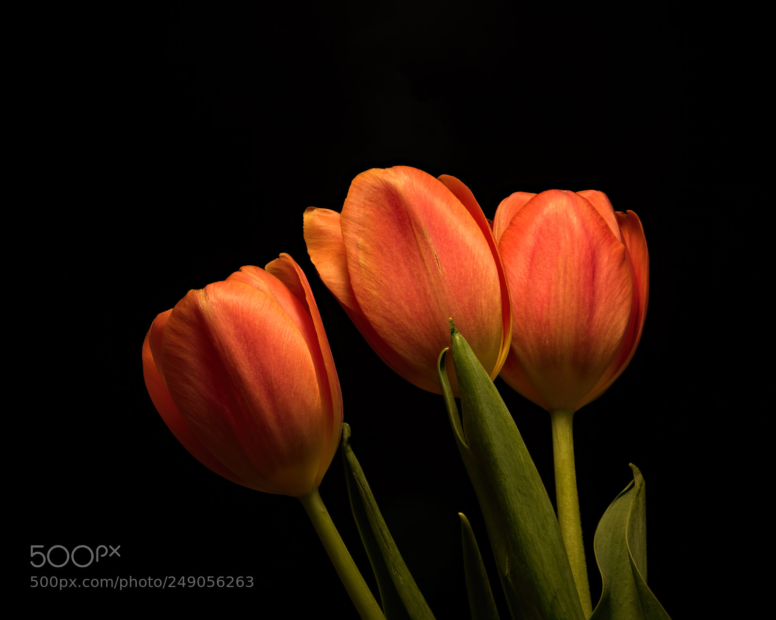 Nikon D810 sample photo. Second thoughts 1122 photography