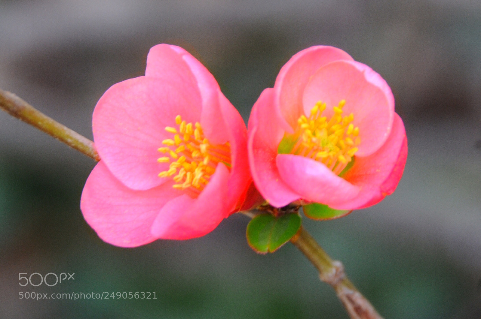 Nikon D300 sample photo. The promise of spring photography