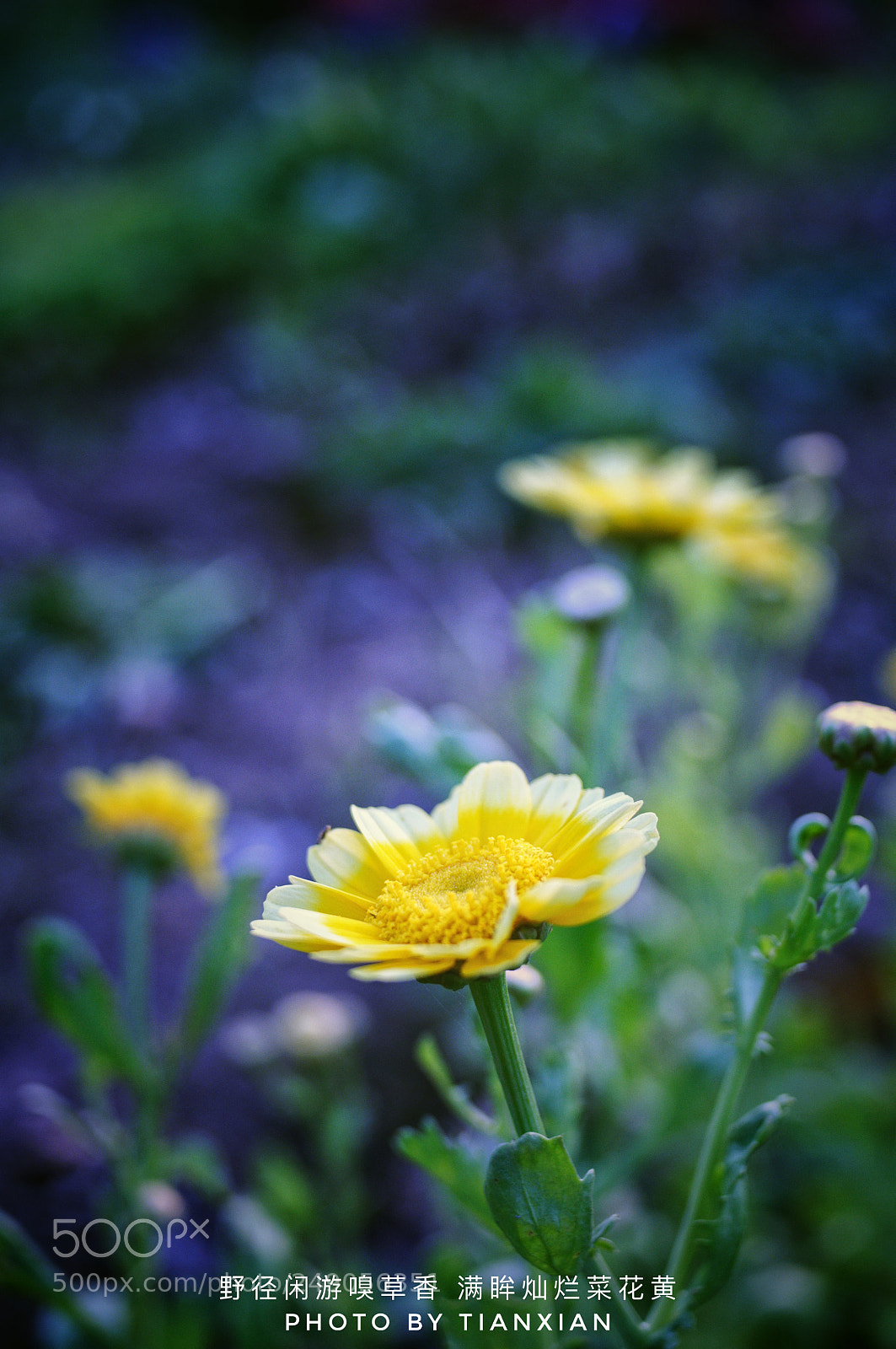 Nikon D90 sample photo. Untitled photography