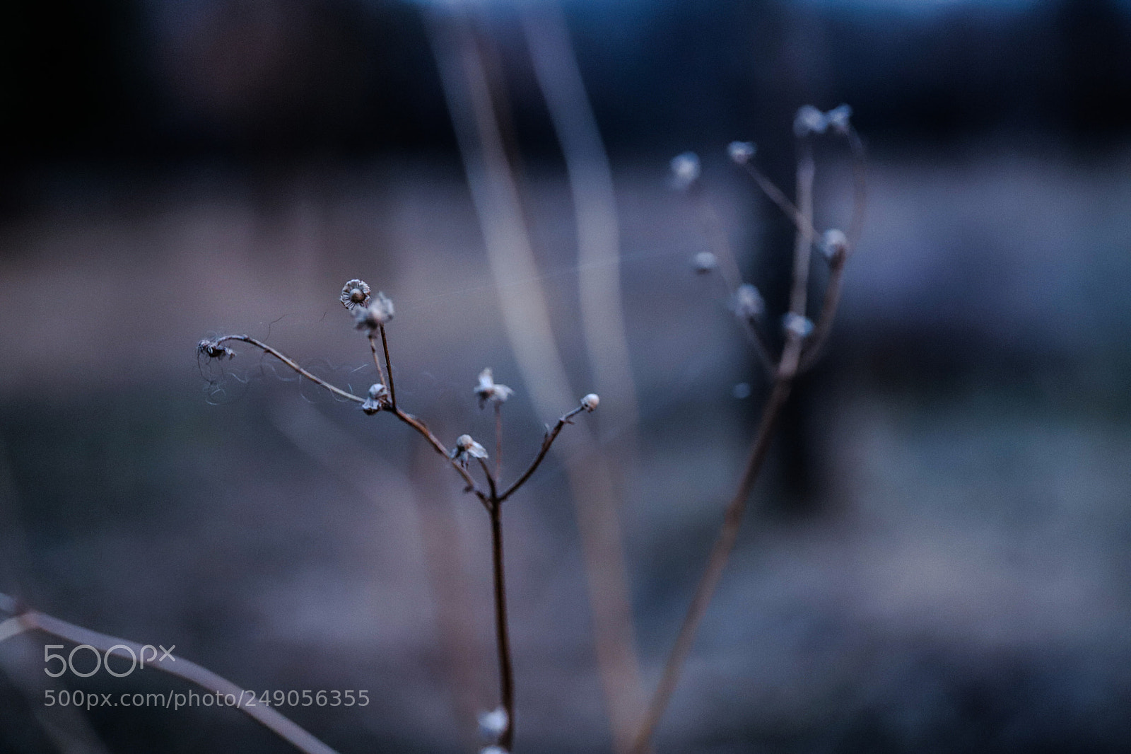 Canon EOS 6D Mark II sample photo. Macro photography