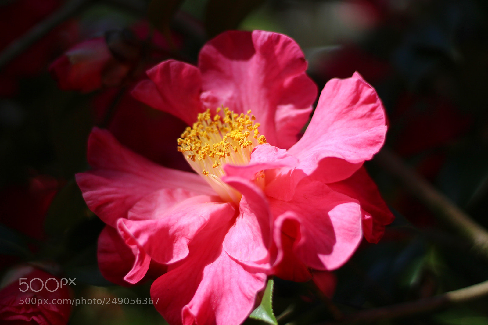Canon EOS 100D (EOS Rebel SL1 / EOS Kiss X7) sample photo. Frank hauser camellia photography