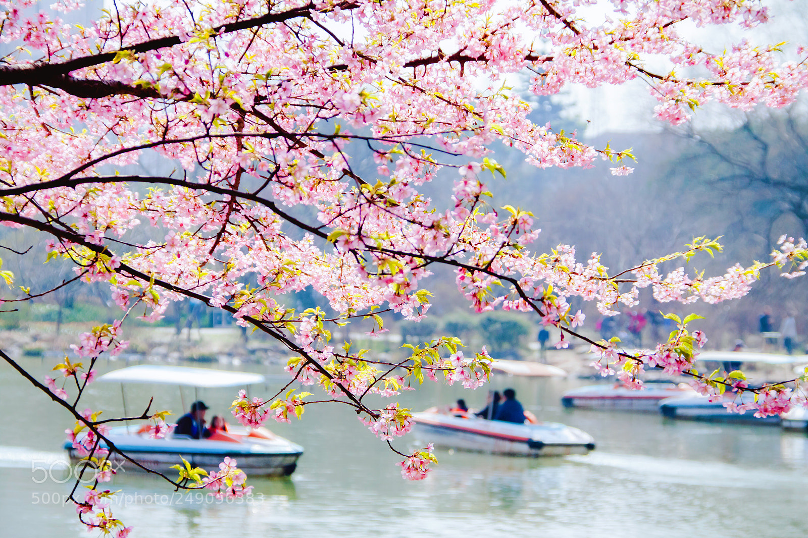 Canon EOS 50D sample photo. Spring is pink photography