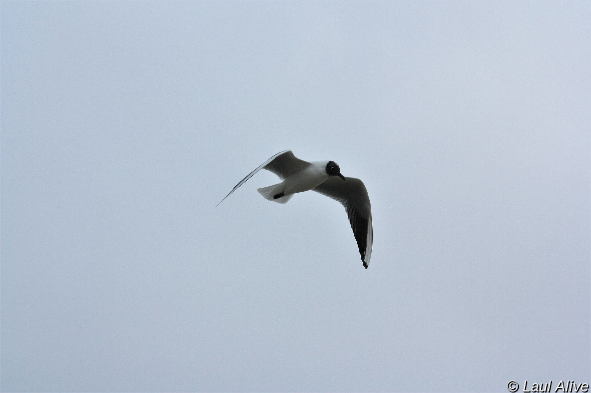 Canon EOS 450D (EOS Rebel XSi / EOS Kiss X2) sample photo. Mouette / seagull photography