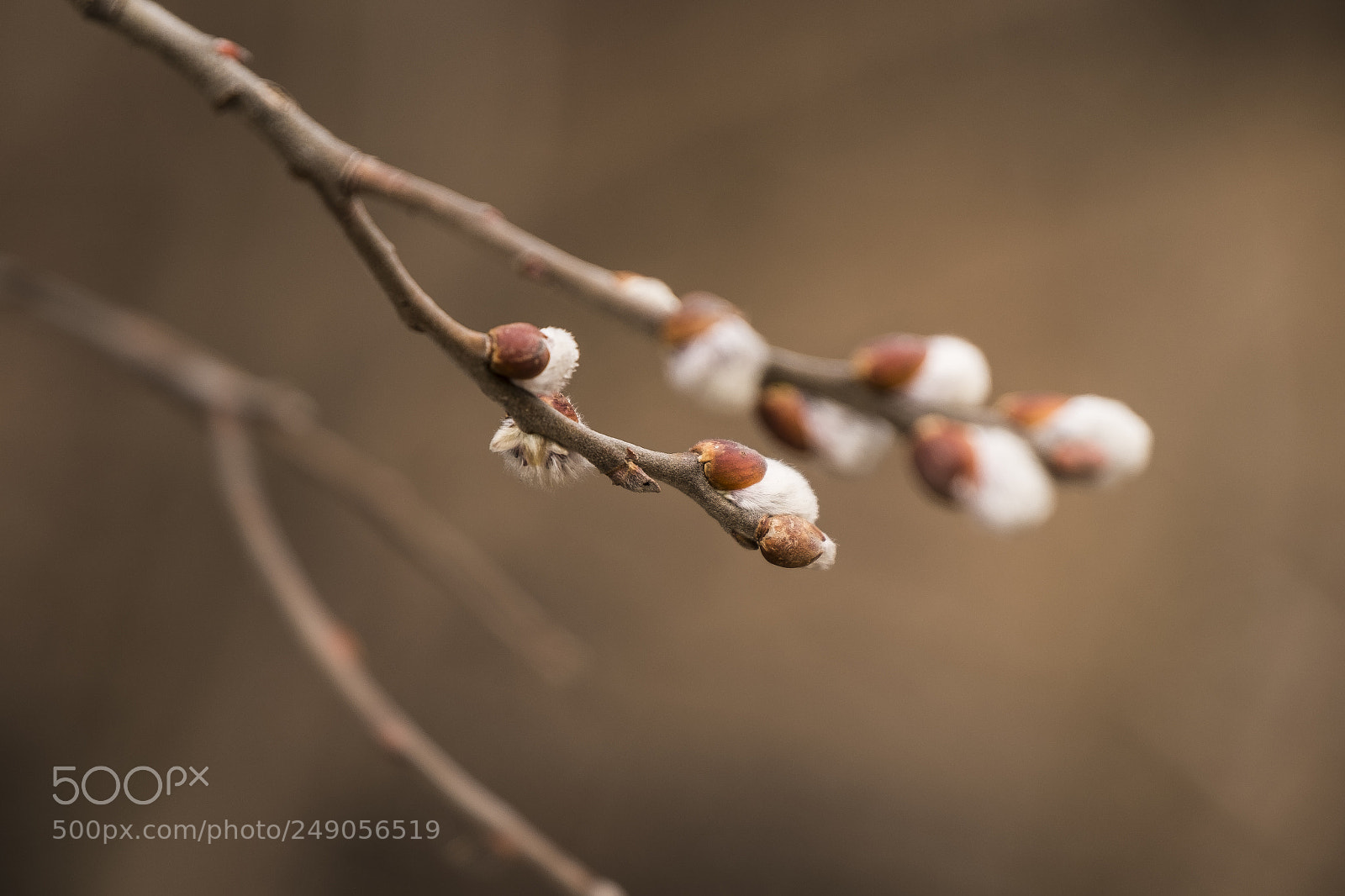 Fujifilm X-Pro1 sample photo. Willow catkins photography