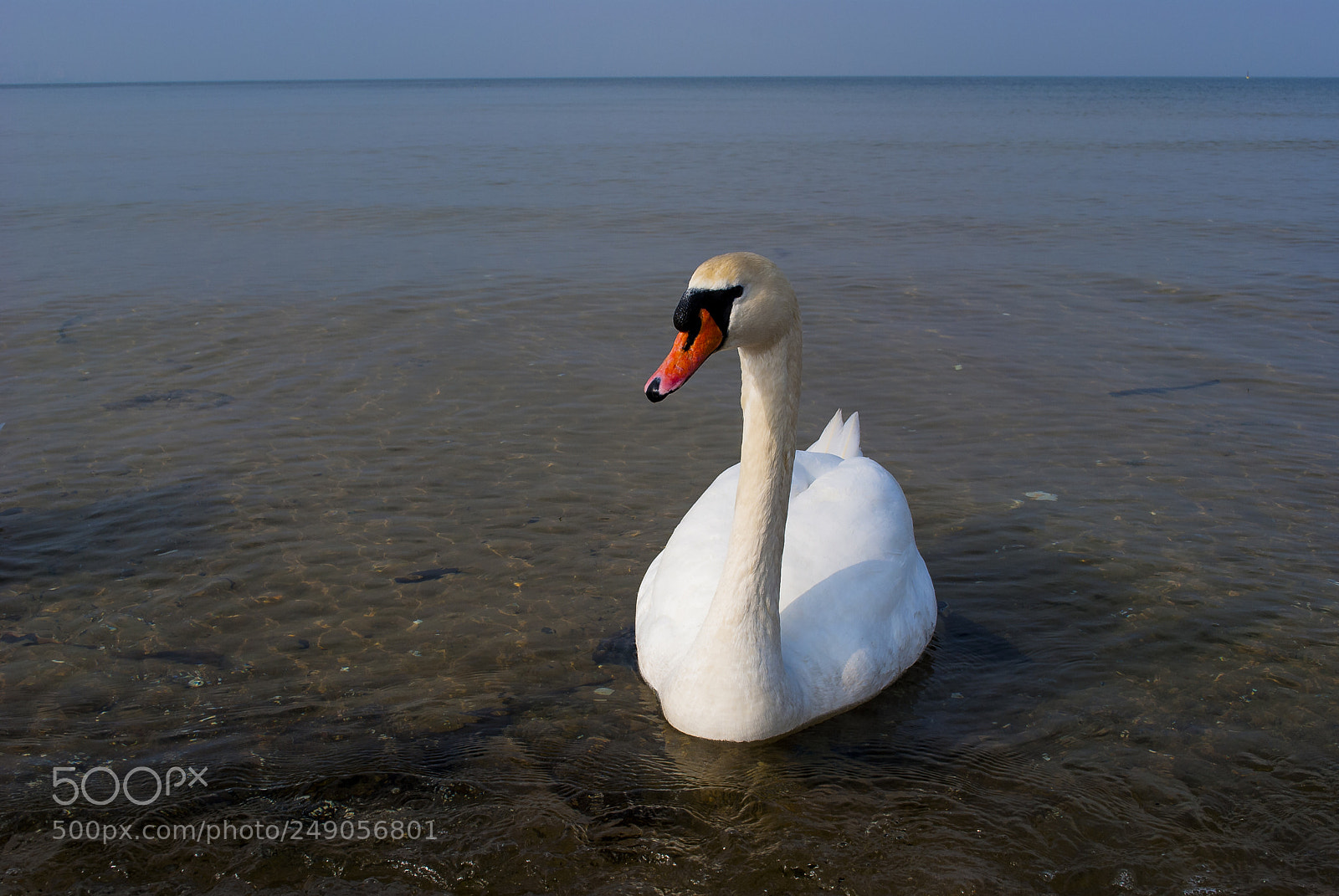 Nikon D3000 sample photo. Swan photography