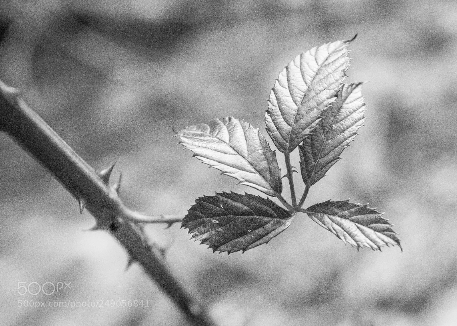 Canon EOS 60D sample photo. River leaf photography