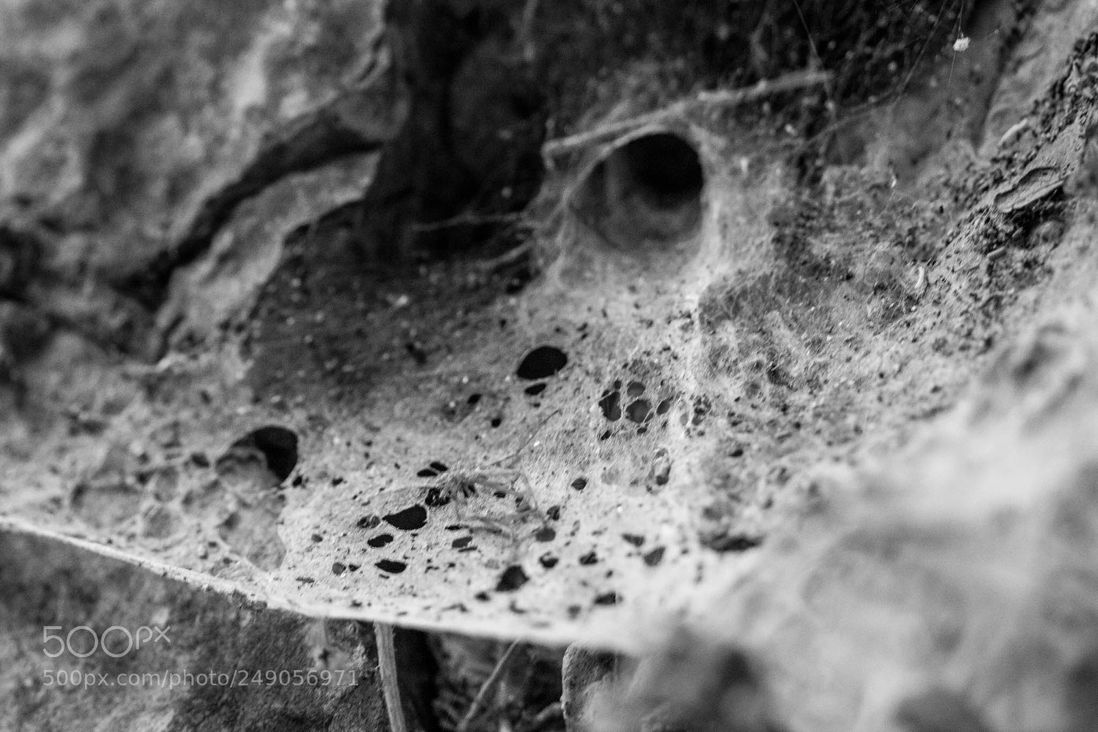 Canon EOS 60D sample photo. Spider web photography