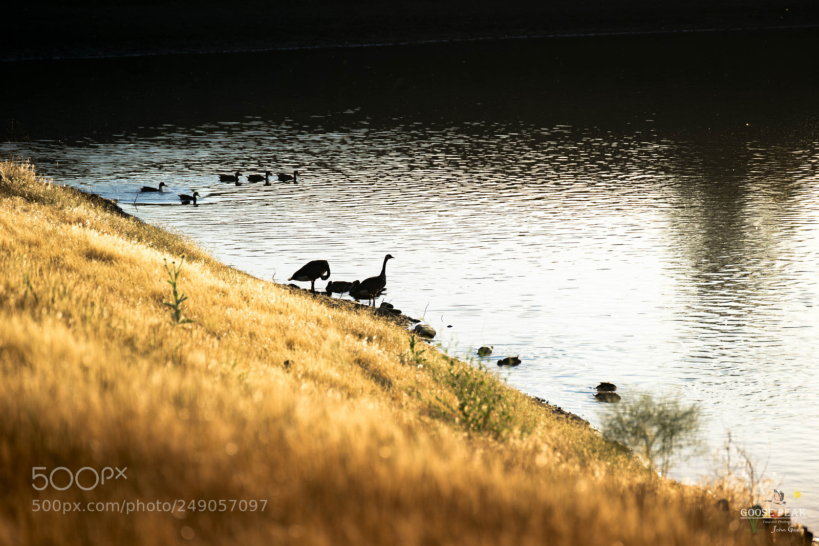 Sony a7 II sample photo. Geese in silhouette photography