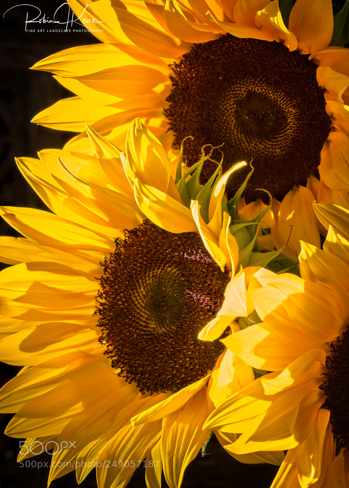 Nikon D800E sample photo. Morning light on sunflowers photography