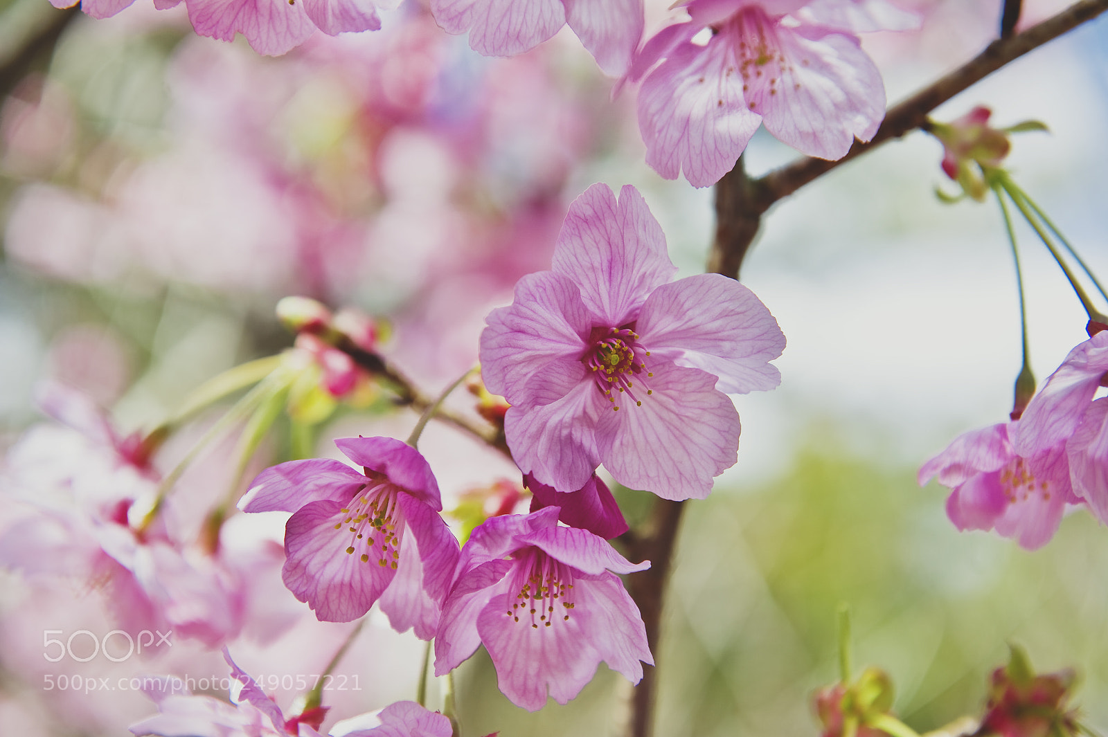 Nikon D3S sample photo. Spring signs. photography
