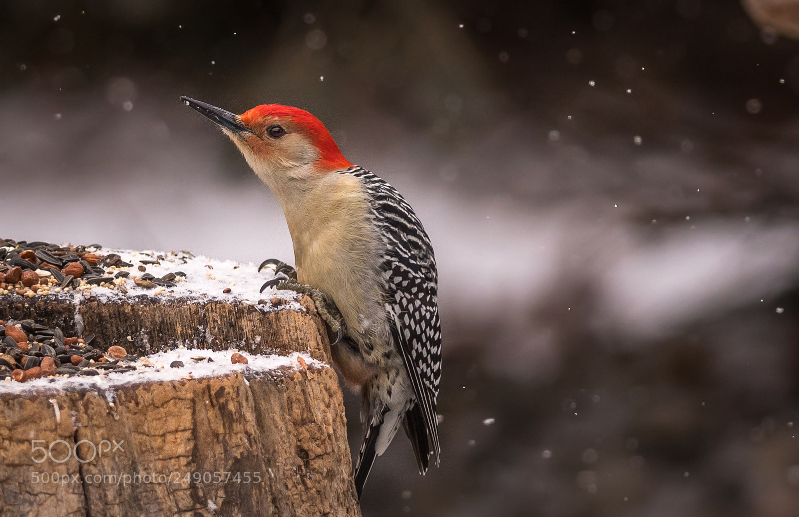 Nikon D500 sample photo. Woodpecker at feeder photography