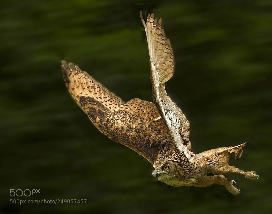 Nikon D700 sample photo. Eagle owl taking off photography