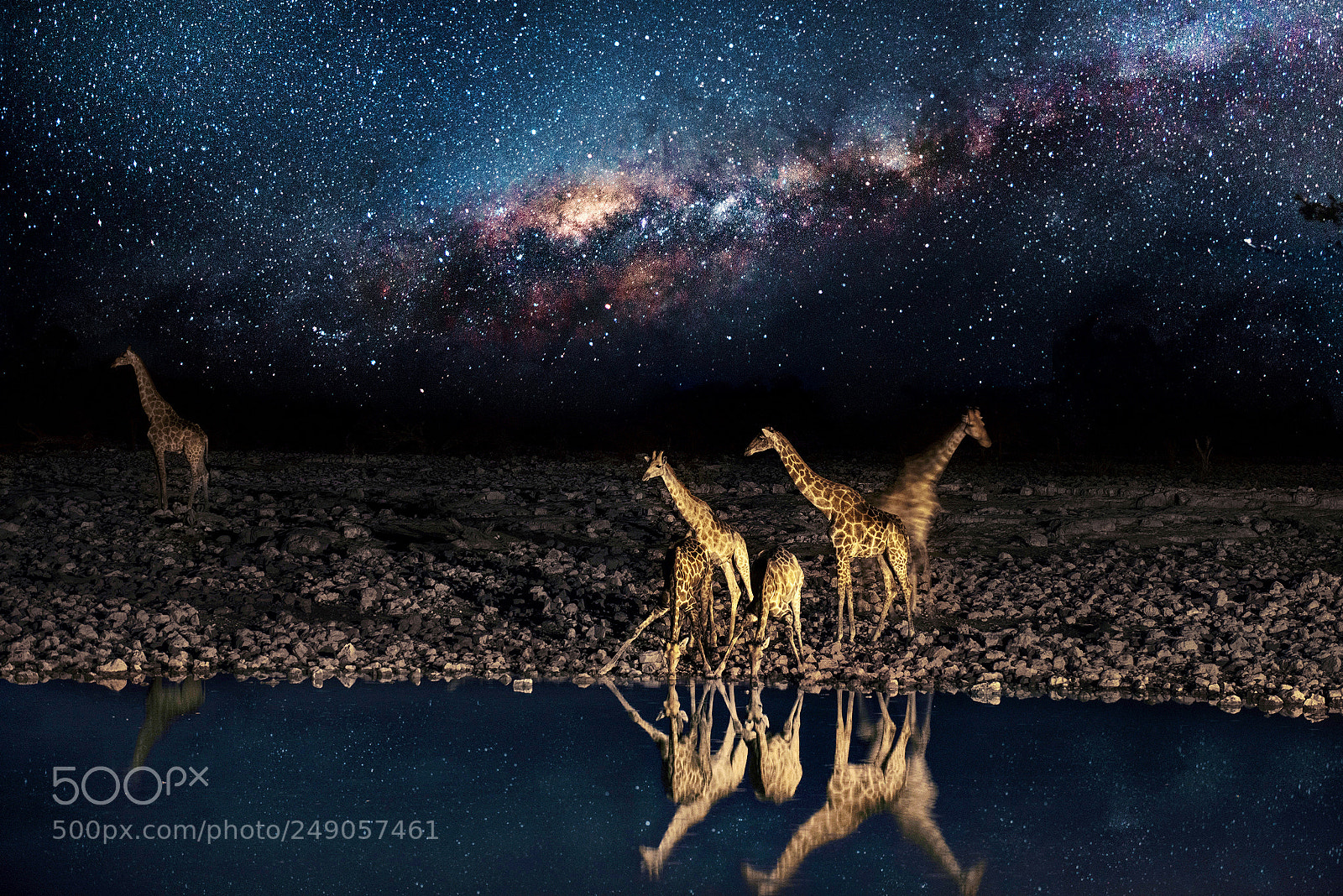 Nikon D800E sample photo. Night wildlife photography