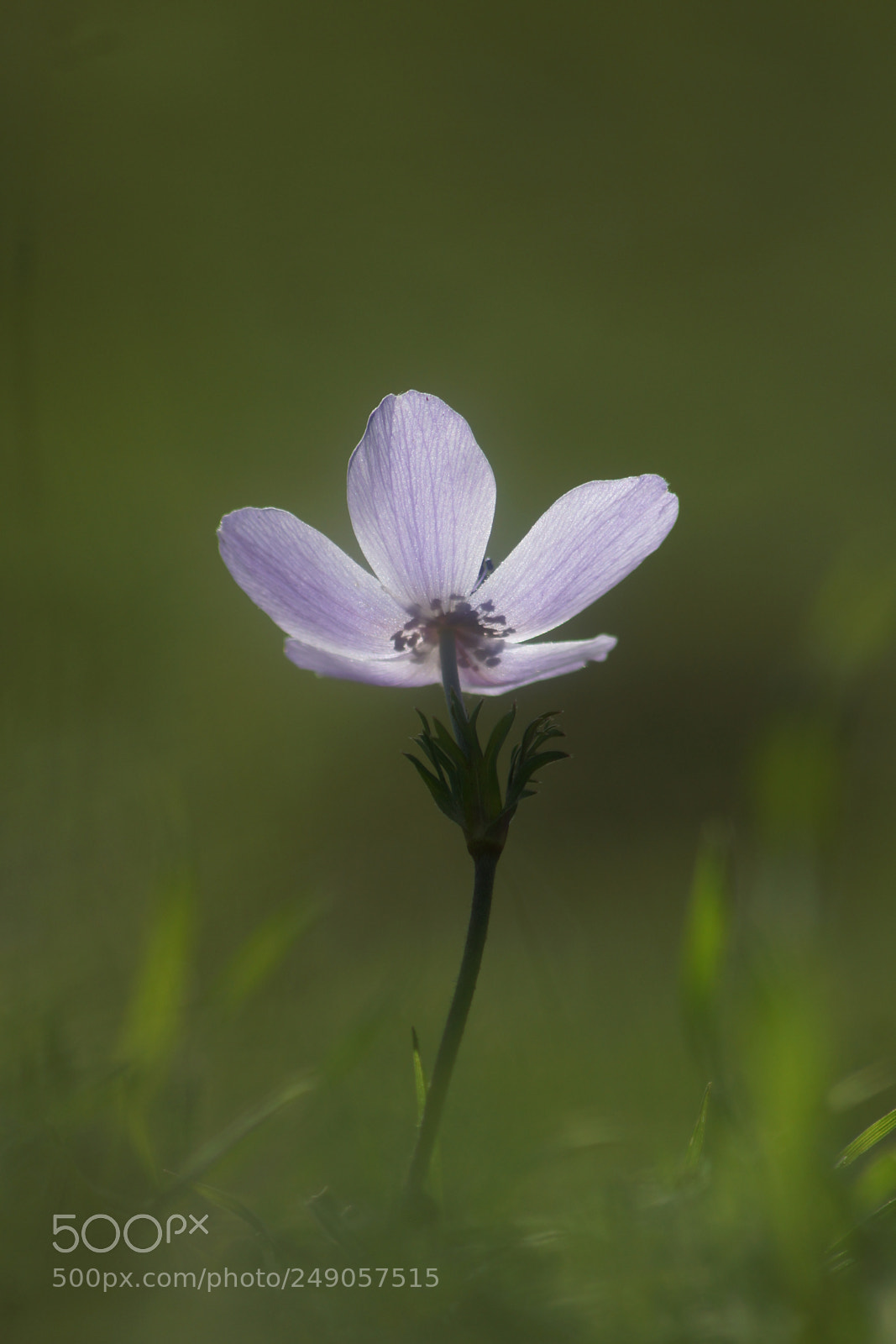 Sony SLT-A77 sample photo. Wild spring flowers photography