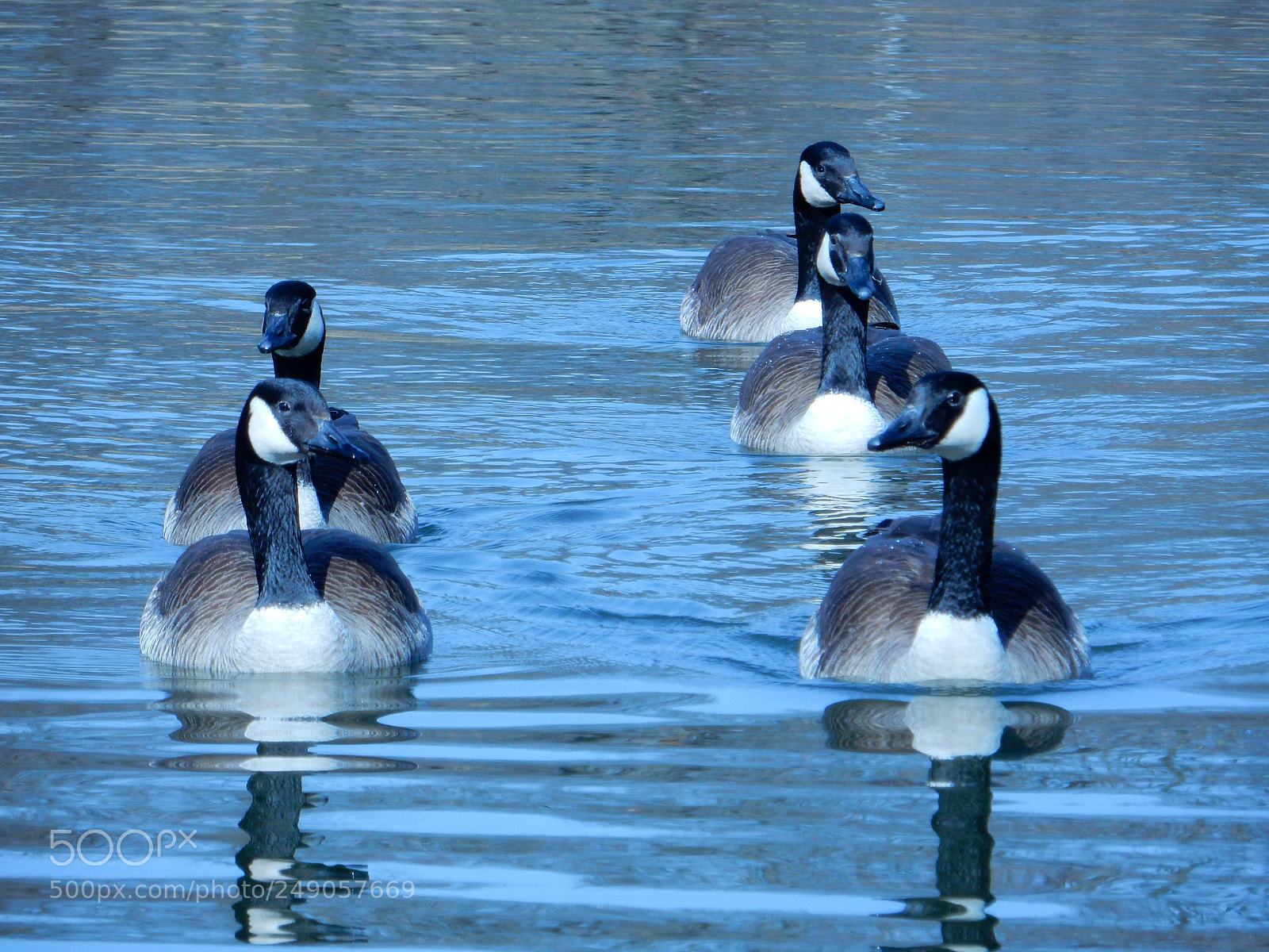 Nikon Coolpix S9900 sample photo. Group canadian geese photography