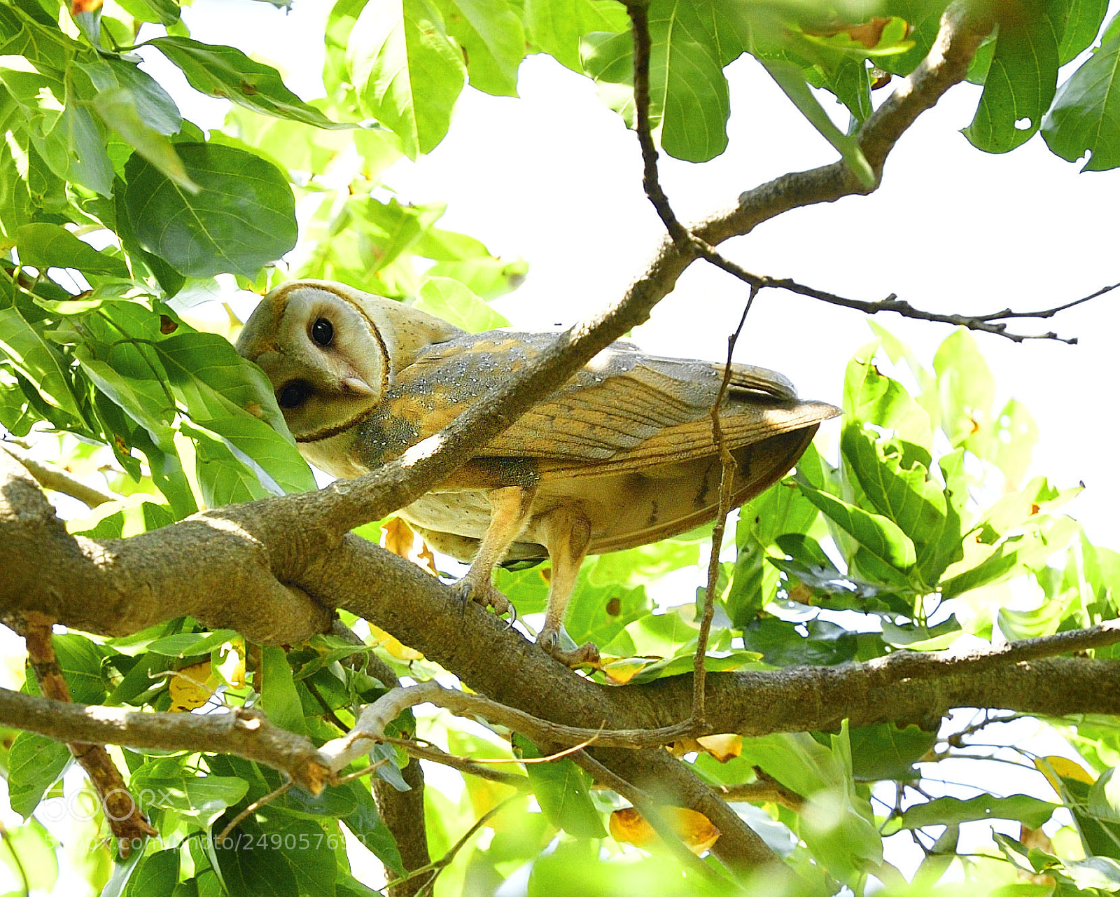 Nikon D5 sample photo. Barn owl photography