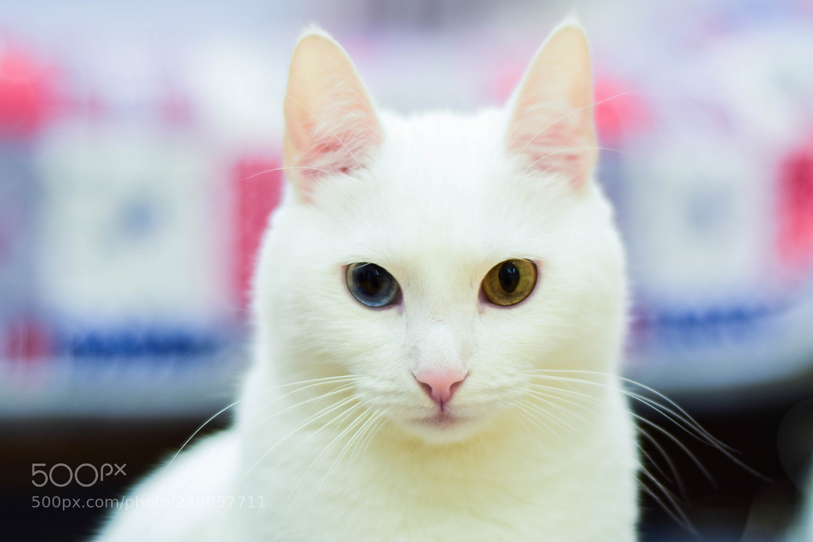 Nikon D5300 sample photo. 21 jan. 2016 photography