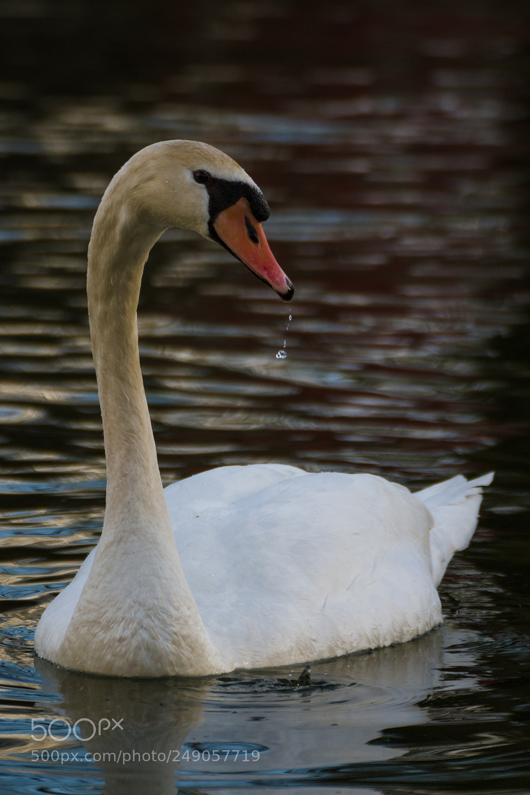 Canon EOS 700D (EOS Rebel T5i / EOS Kiss X7i) sample photo. Swan photography