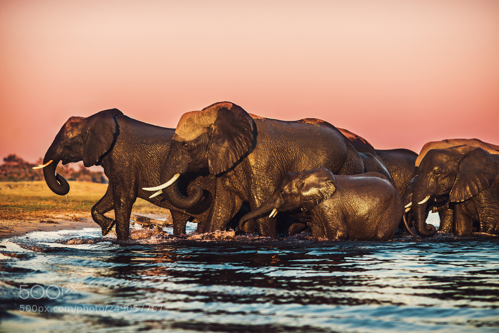 Nikon D800E sample photo. Chobe riverfront, botswana photography