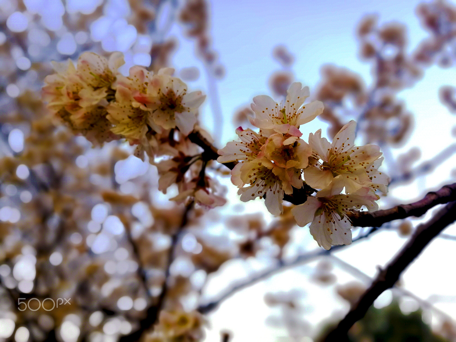 HUAWEI Honor V9 sample photo. 梨花带雨 photography