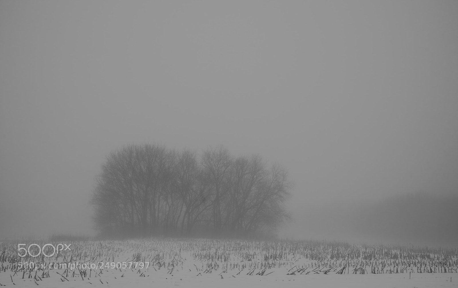 Sony a7 II sample photo. In a fog photography