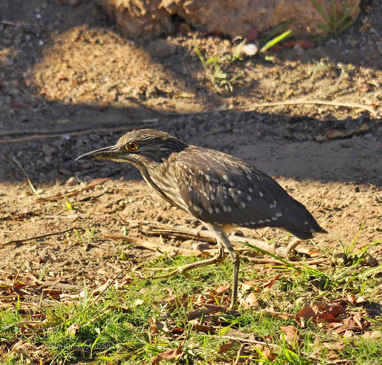 Nikon D90 sample photo. Juvenile black headed night photography